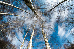 framedposter-print-birch-crowns