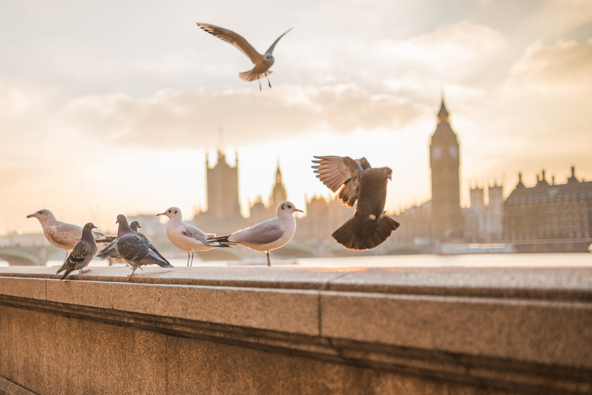 3-piece-canvas-print-the-pigeons-on-the-roof