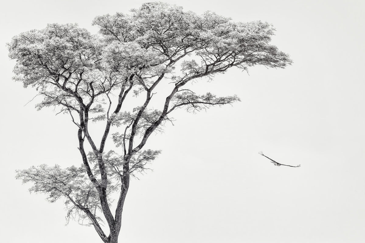 acrylic-print-the-african-eagle