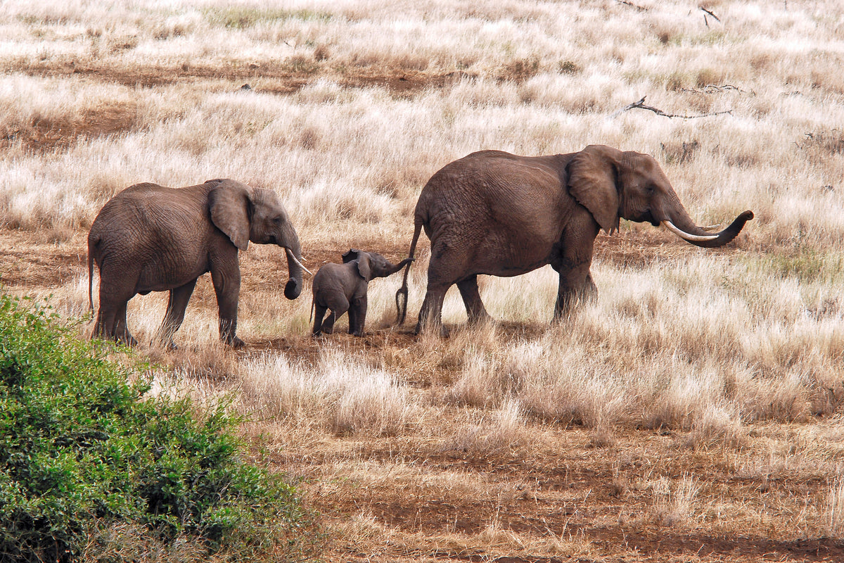 framedcanvas-print-elephant-family-tanzania-x