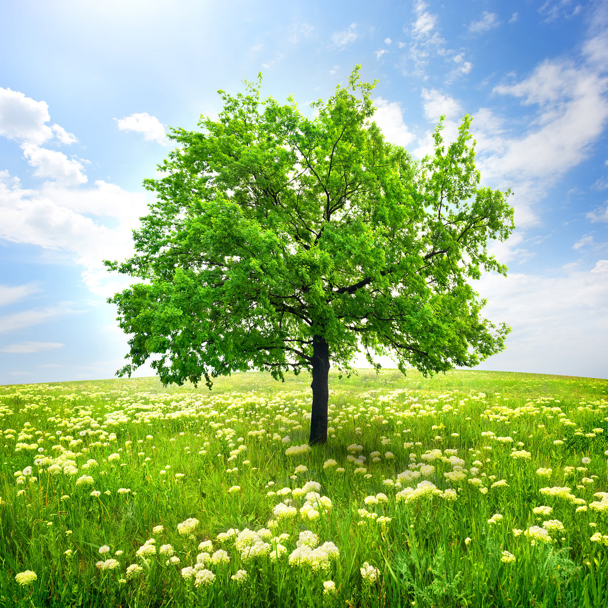 aluminium-print-the-tree