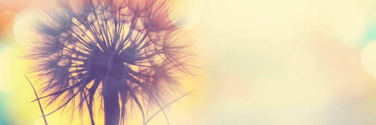 panoramic-3-piece-aluminium-print-the-dandelion-in-the-light-panorama