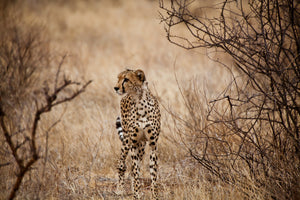 framedposter-print-elegant-cheetah