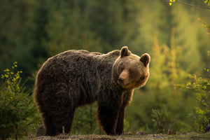 framedcanvas-print-backlit-bear-x