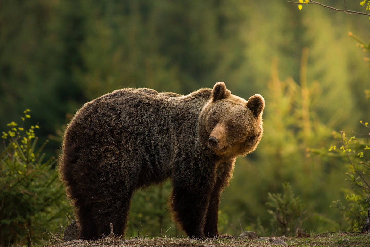 framedcanvas-print-backlit-bear-x