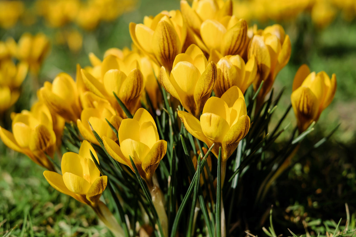 3-piece-acrylic-print-crocuses-in-spring