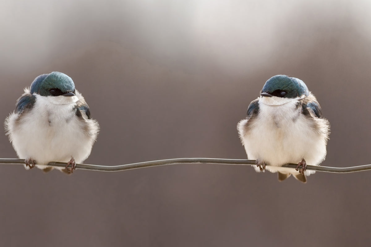 framedposter-print-birds-on-a-wire-x