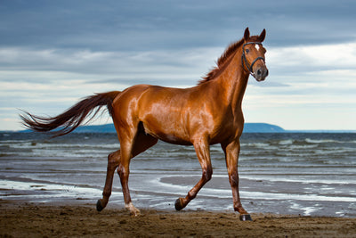 poster-print-a-thoroughbred-at-the-sea