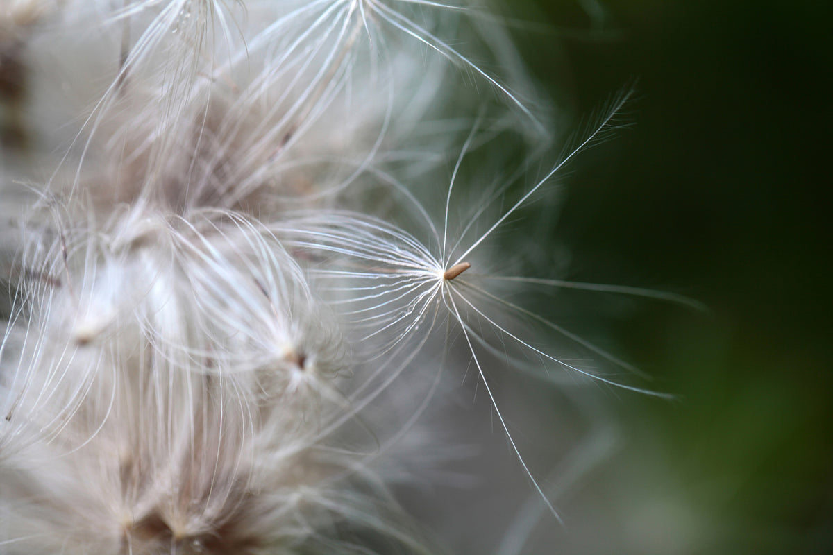aluminium-print-close-up-flowers-fibers