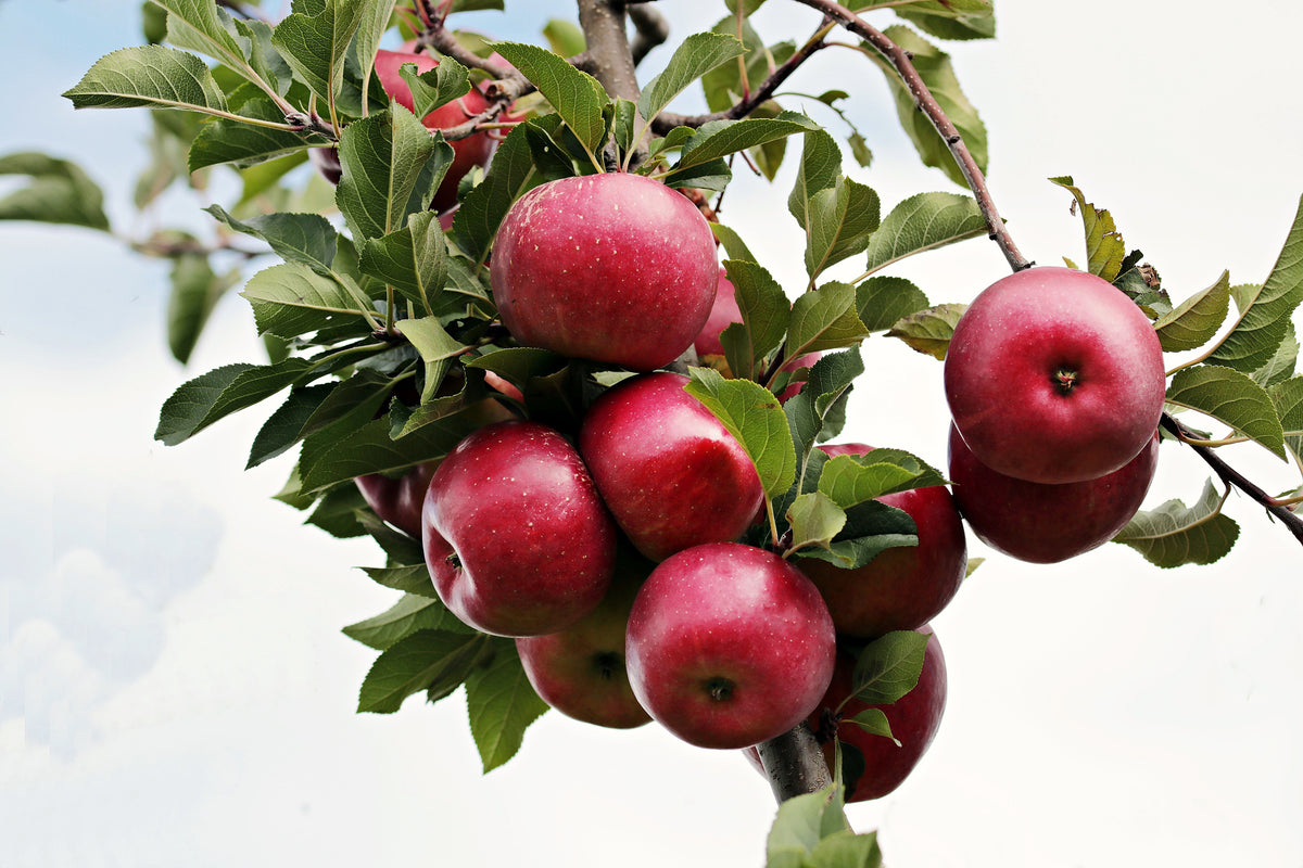 aluminium-print-close-up-apple-tree
