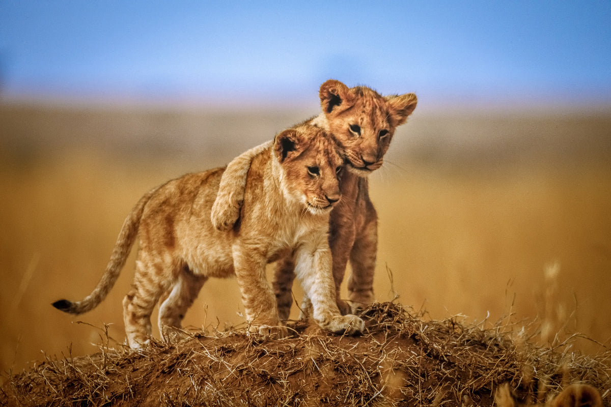 3-piece-acrylic-print-brothers-for-life