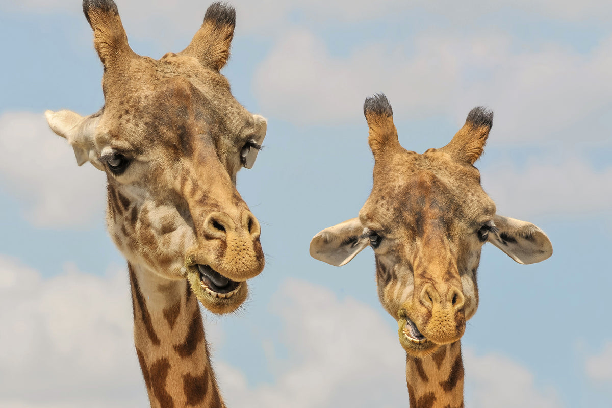 canvas-print-2-giraffes