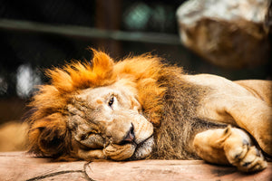 modern-3-piece-canvas-print-relaxed-lion