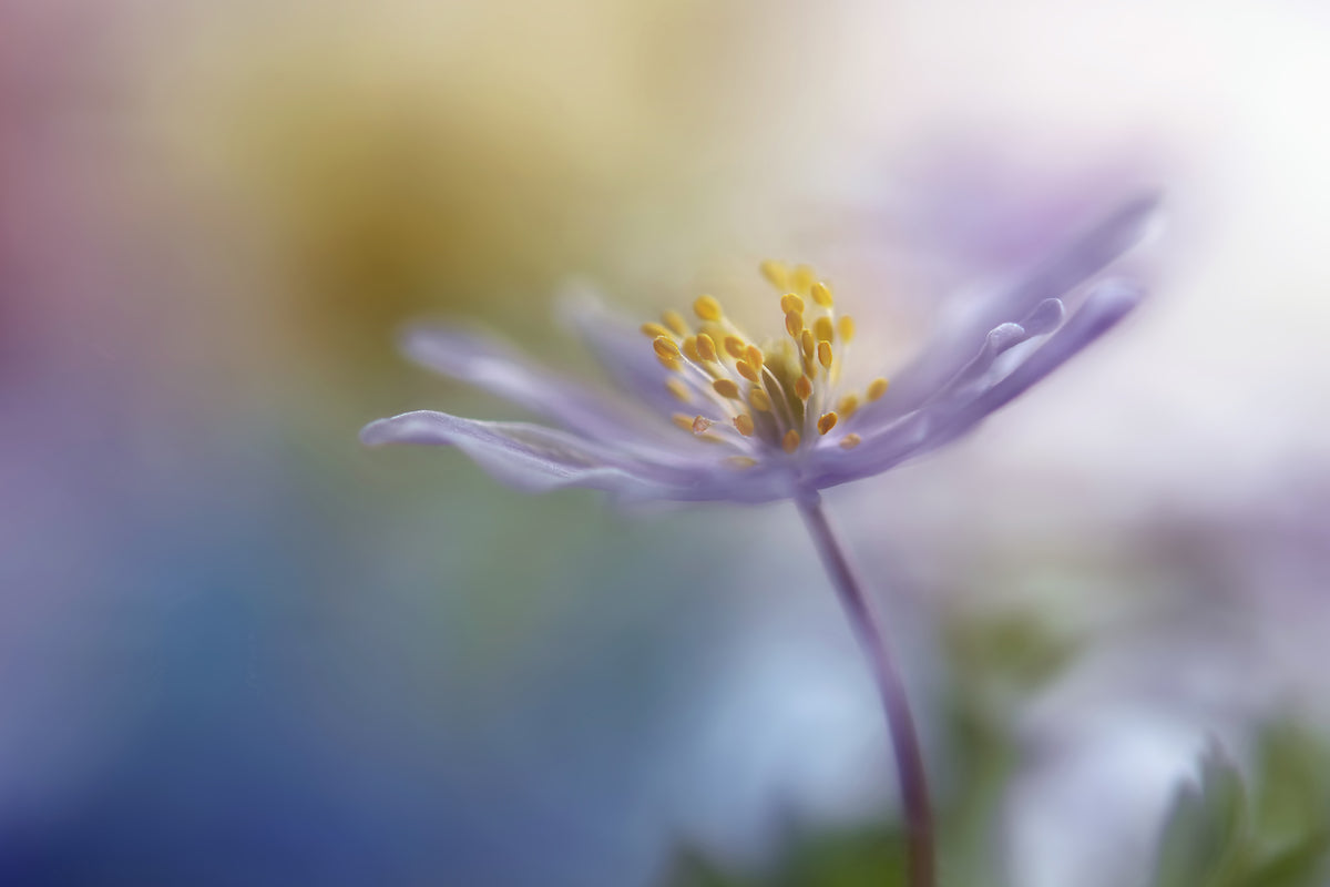 3-piece-acrylic-print-springtime-watercolor
