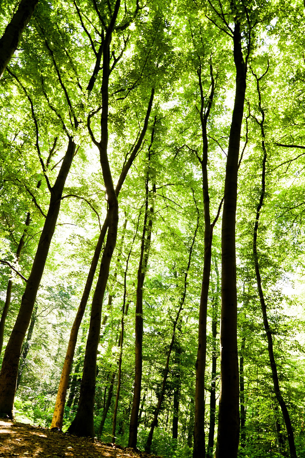 framedposter-print-forest