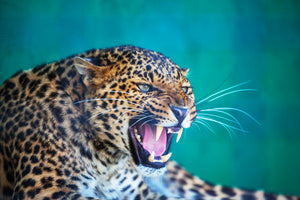 aluminium-print-attention-leopard