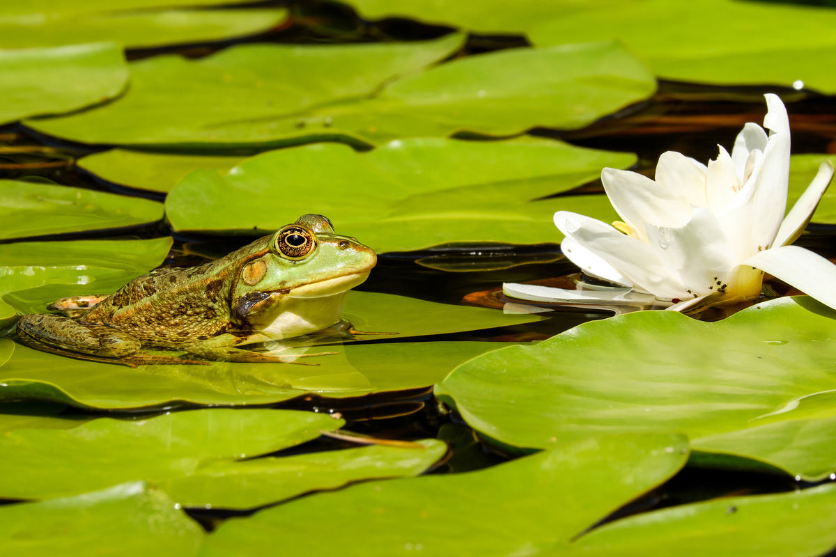 acrylic-print-the-frog-and-the-water-lily