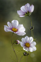 framedcanvas-print-cosmos-ii