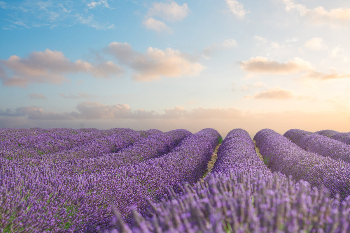 framedposter-print-the-blooming-lavender-field