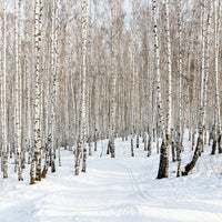 poster-print-birch-forest-tracks-in-snow