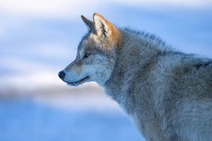 aluminium-print-a-vigilant-wolf-x