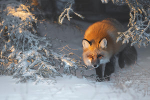 acrylic-print-red-fox-xxr