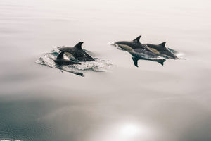 poster-print-the-dolphins