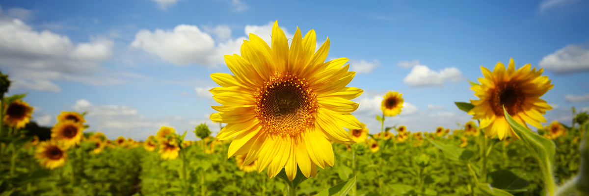 panoramic-3-piece-canvas-print-summer-sunflowers-panorama