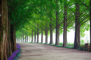 aluminium-print-beautiful-tree-avenue