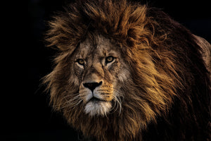 aluminium-print-portrait-of-a-lion