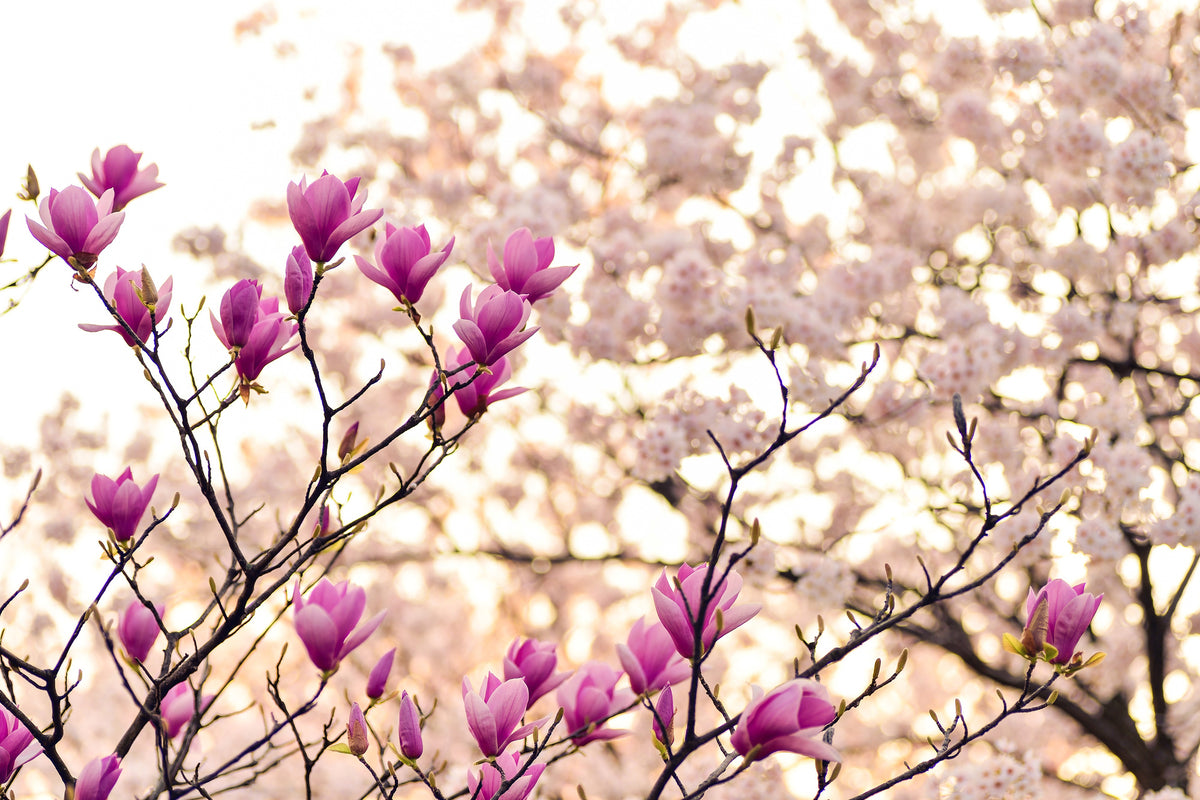 modern-3-piece-aluminium-print-beautiful-magnolia-xl