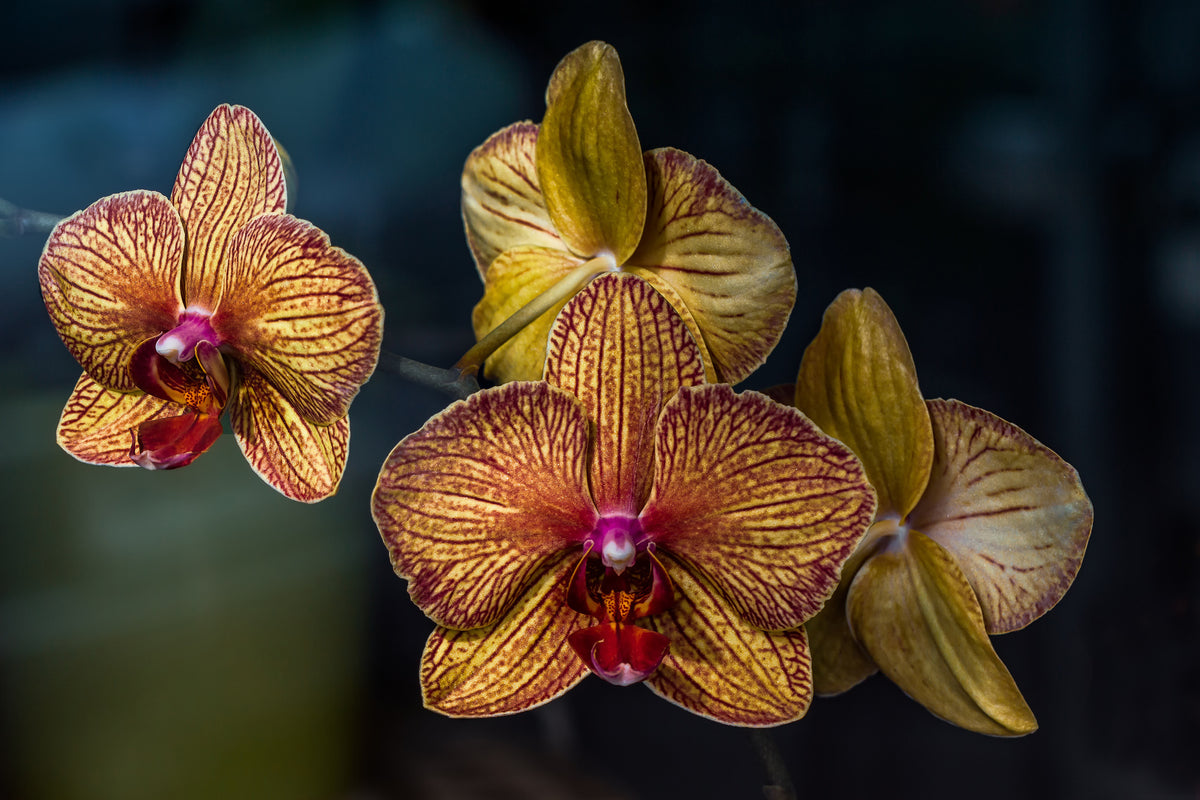 aluminium-print-orchidaceae