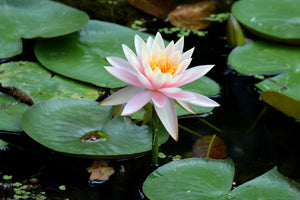 3-piece-aluminium-print-the-proud-water-lily