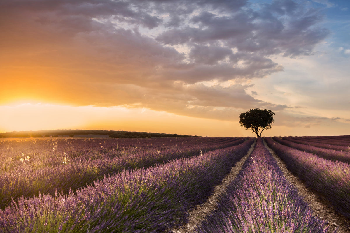 framedcanvas-print-destination-lavender-x