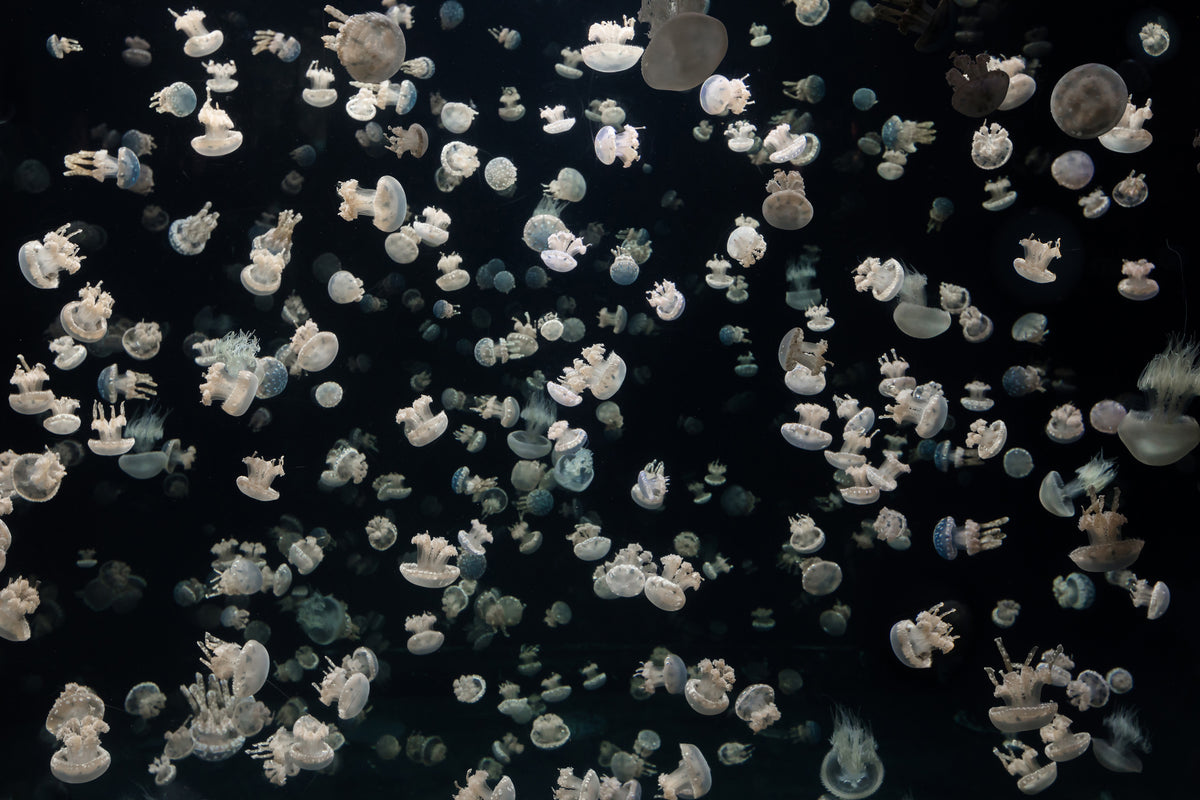 acrylic-print-just-some-jellies