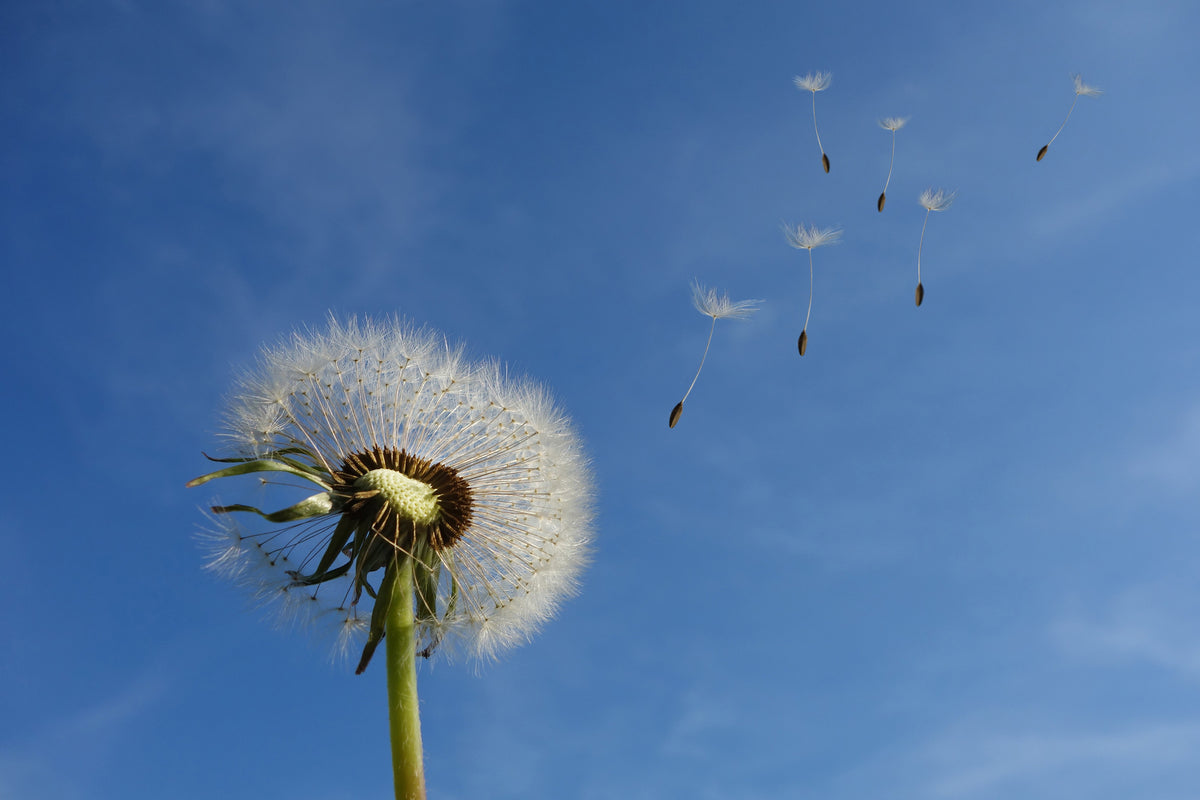 canvas-print-dandelion-i-wish-for-something