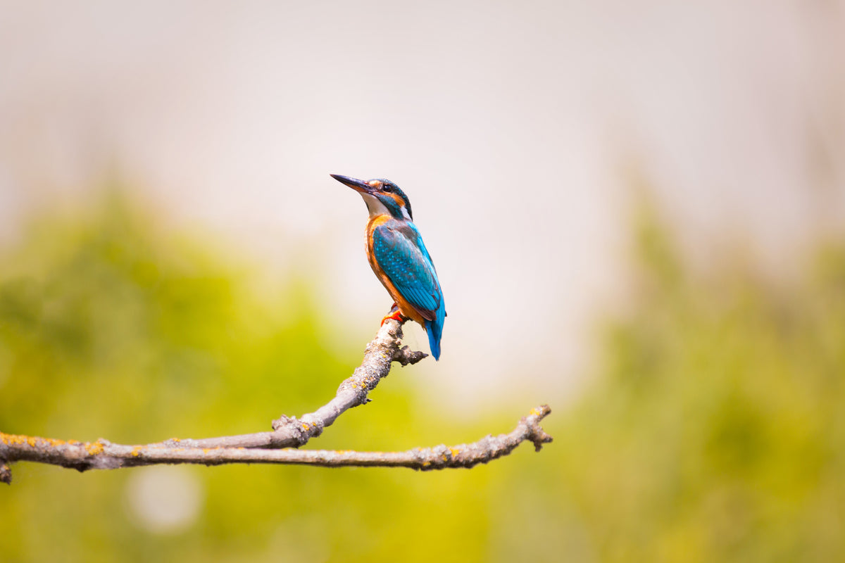 3-piece-aluminium-print-the-kingfisher