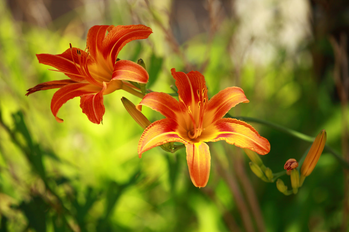 3-piece-canvas-print-lilies-in-nature