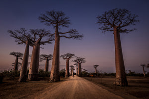 acrylic-print-allace-des-baobabs-x