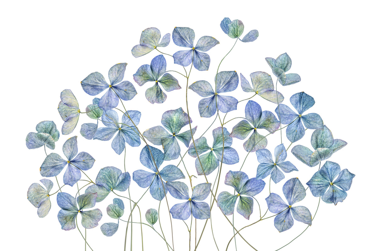 poster-print-hydrangea-xmy