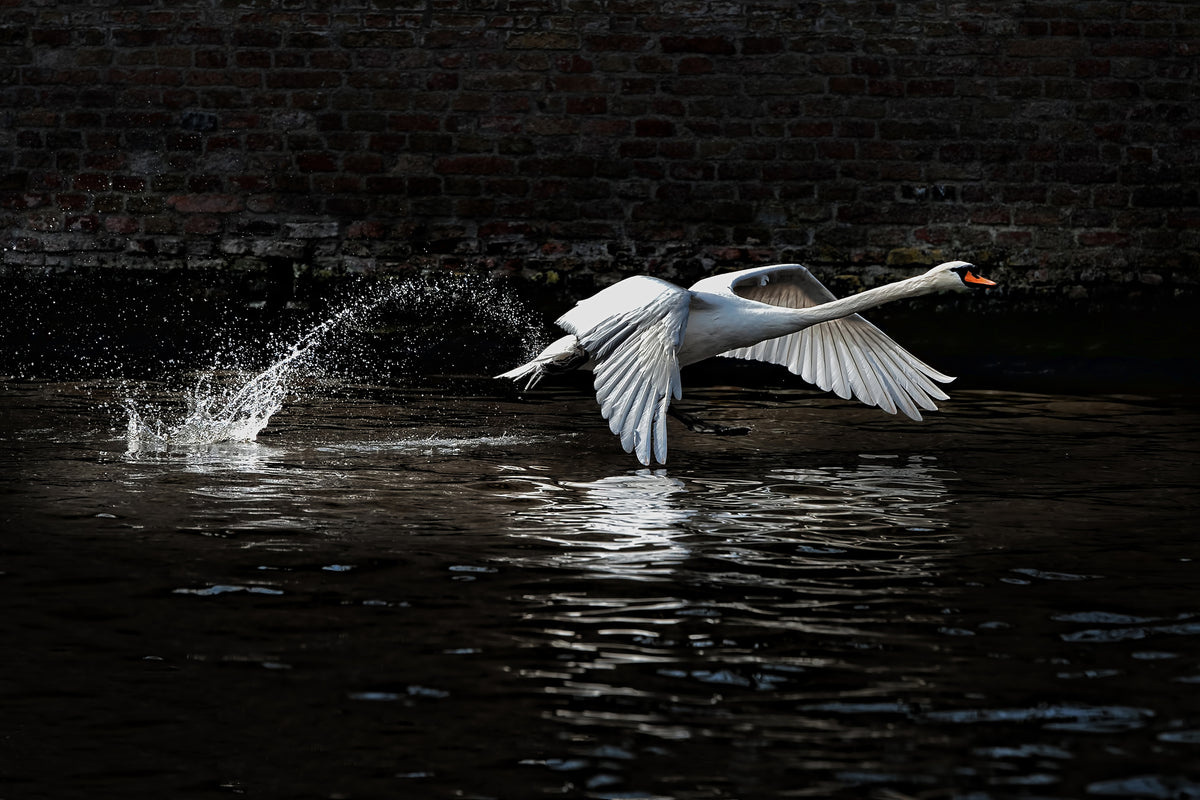 3-piece-aluminium-print-flying-swan