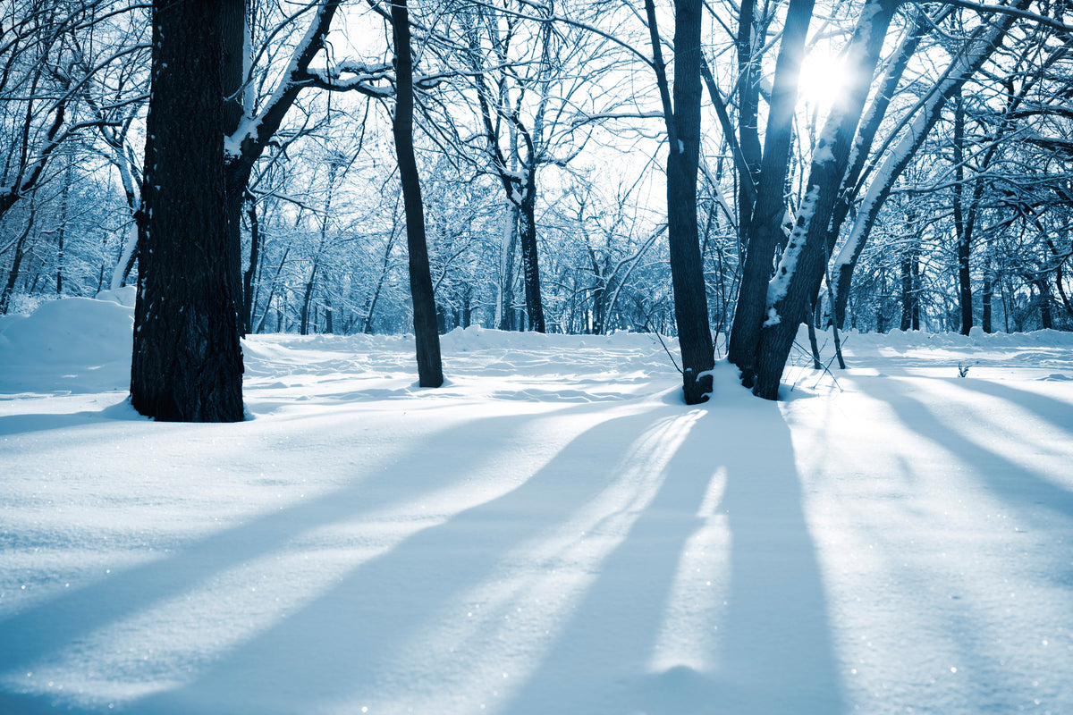poster-print-the-forest-without-tracks-in-the-snow