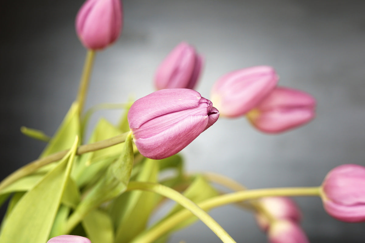 3-piece-aluminium-print-the-tulip-bouquet-in-pink