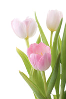 aluminium-print-the-tulips-trio