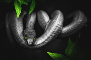 framedposter-print-attention-snake