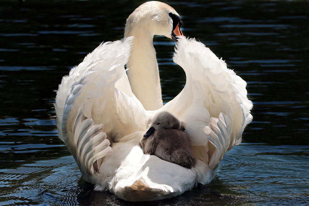 3-piece-acrylic-print-mom-and-baby-swan