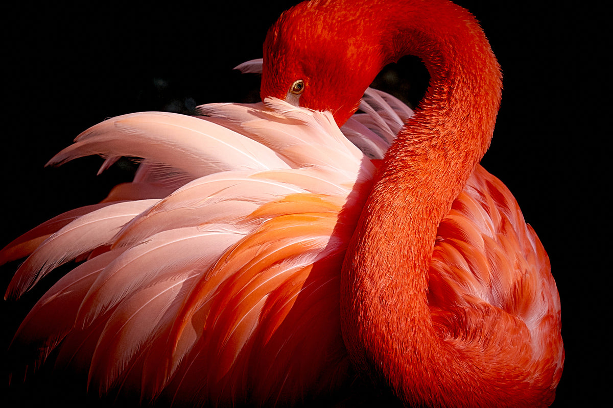 framedposter-print-flamingo-xoc