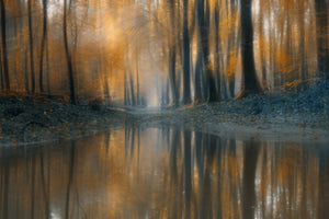framedposter-print-the-woods-x