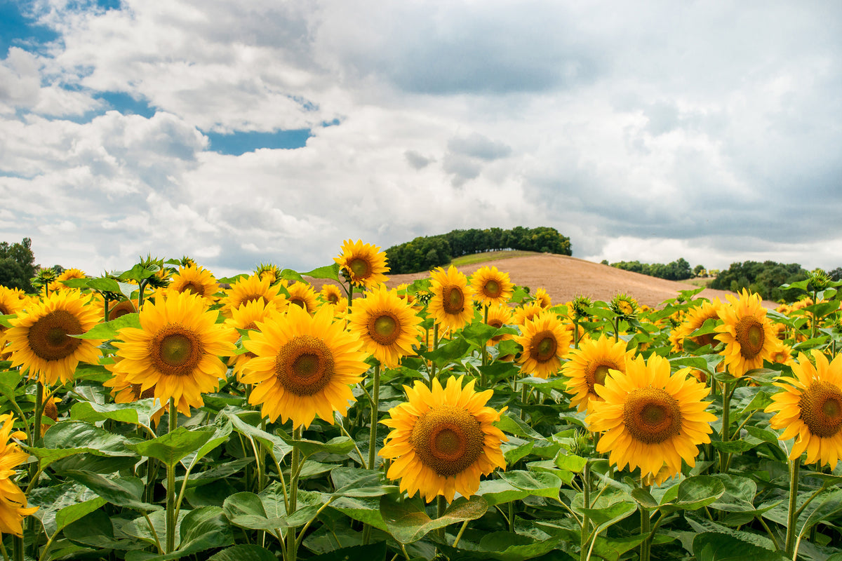 canvas-print-landscape-with-sunflowers