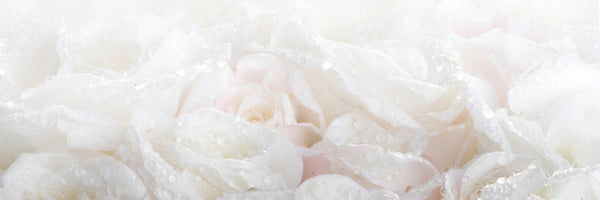 panoramic-3-piece-aluminium-print-white-roses-in-the-morning-dew-panorama